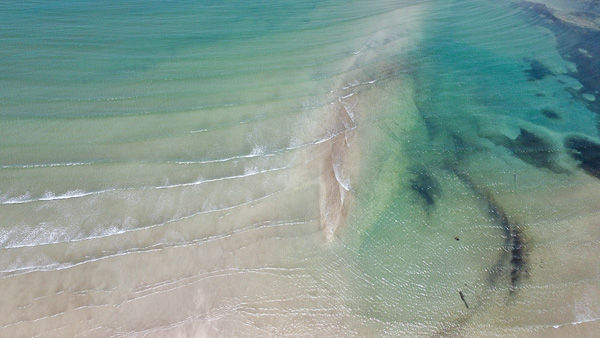 algas a beira mar em bainema transparente