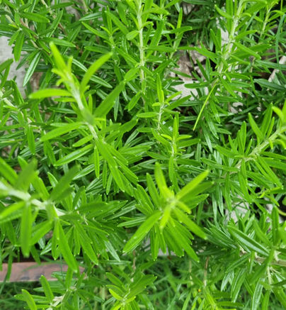planta de Rosmarinus