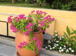 Flaming bougainvillea on the deck