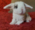 IMG_0567.jpeg