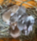 IMG_0898.jpeg