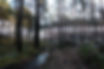 free-photo-of-a-dirt-road-in-the-middle-of-a-forest.jpeg