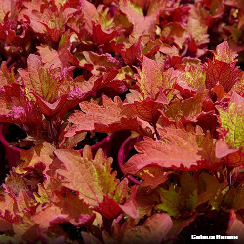 Coleus Henna | potplantheavenperth