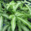 Thumbnail: Ribbon Fern