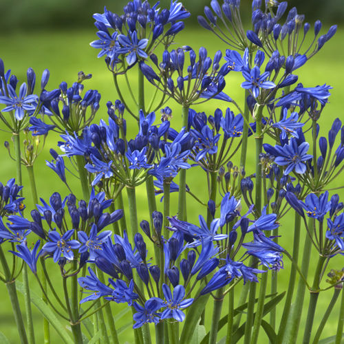 Thumbnail: Agapanthus Summer Blue