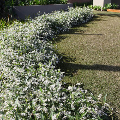 Thumbnail: Hardenbergia White Out PVR