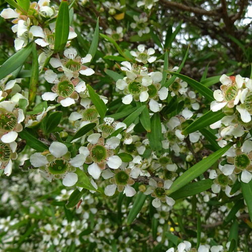 Thumbnail: Lemon Scented Tea Tree