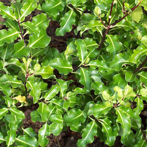Pittosporum Screenmaster (PBR) | potplantheavenperth
