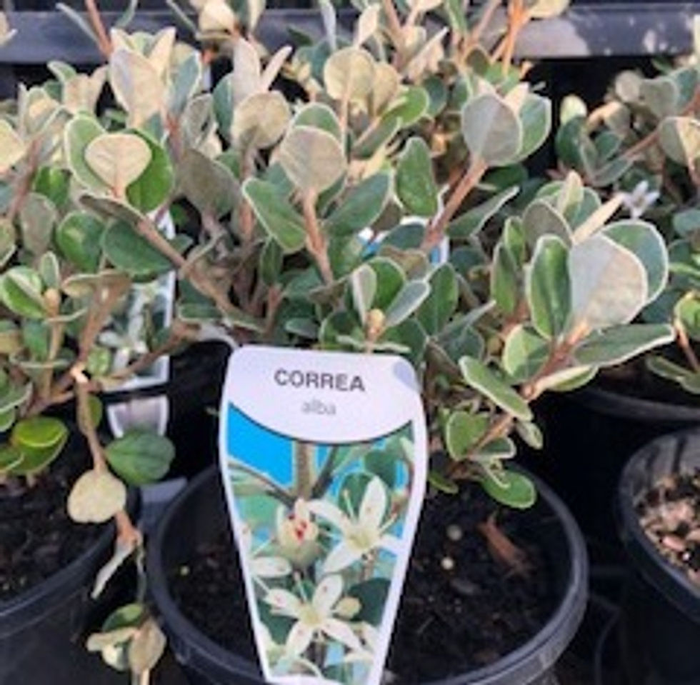 Correa alba 'Native Fuchsia'