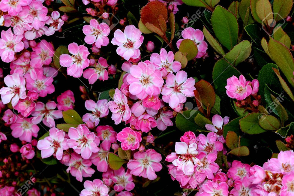 Thumbnail: Indian Hawthorn 'Rhaphiolepis indica Rajah'