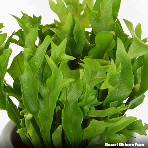 Dwarf Elkhorn Fern potplantheavenperth