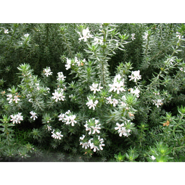 Thumbnail: Westringia fruticosa 'Coastal Rosemary'