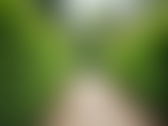 The Versatile Uses of Japanese Box Plants