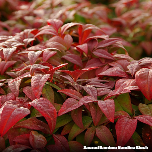 Sacred Bamboo Nandina Blush potplantheavenperth
