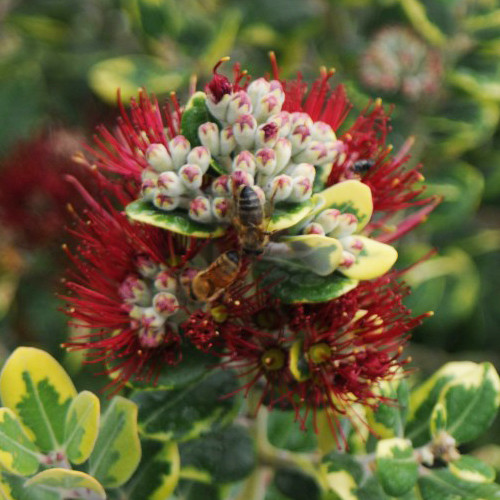 Metrosideros Cream Ridge (Variegated New Zealand Christmas Tree
