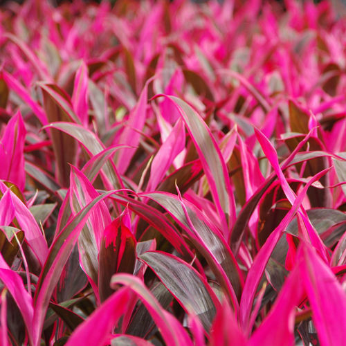 Cordyline Terminalis Ruby