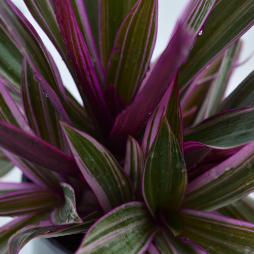 Variegated Moses in the Cradle &lsquo;Rhoeo Stripe Me Pink&rsquo; | potplantheavenperth