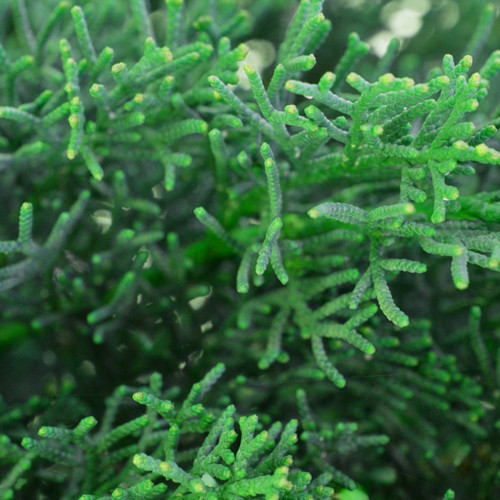 Pencil Pine potplantheavenperth