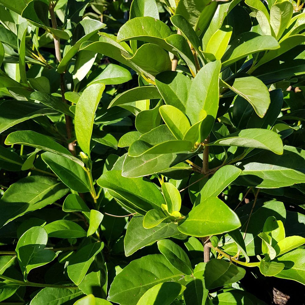 Sweet Viburnum 'Viburnum odoratissimum'
