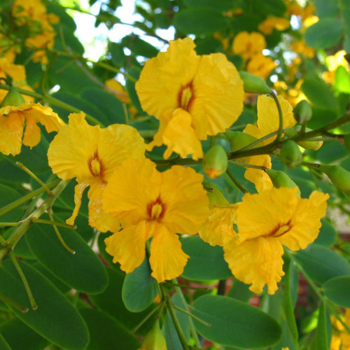 Pride of Bolivia Rosewood Tree | potplantheavenperth