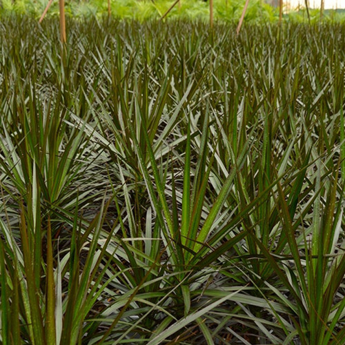 Madagascar Dragon Tree | potplantheavenperth
