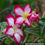 Thumbnail: Desert Rose Adenium Picotee