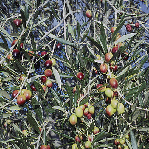 Thumbnail: Olive Tree Olea Tolley's Verdale