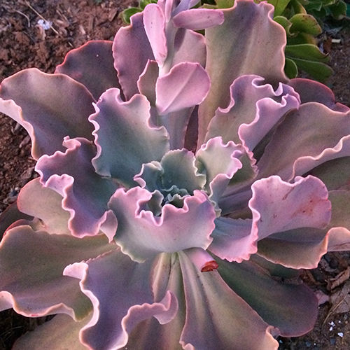 Echeveria Zorro