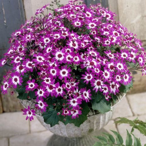 Thumbnail: Senetti Baby Magenta Bicolour PBR