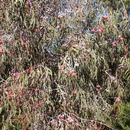 Thumbnail: Eucalyptus caesia 'Silver Princess' Gum tree