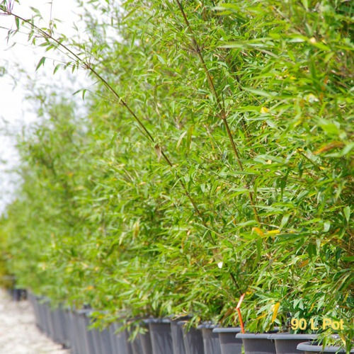 Thumbnail: Slender Weavers Bamboo