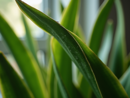 Top Indoor Plants That Thrive with Minimal Care: Your Guide to Low-Maintenance Houseplants