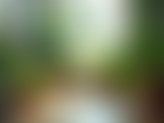 Unveiling Perth's Pot Plant Heaven