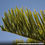 Thumbnail: Norfolk Island Pine 'Araucaria Heterophylla'