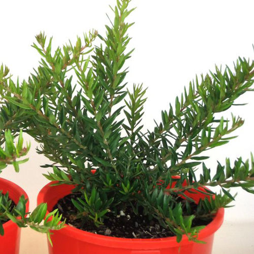 Thumbnail: Grevillea Knockout PBR