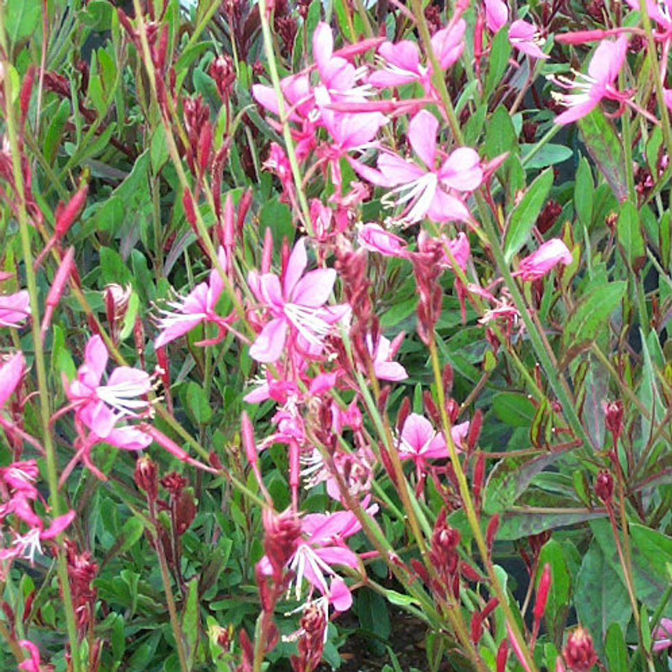 Thumbnail: Gaura Pixie Pink 'Whirling Butterflies'