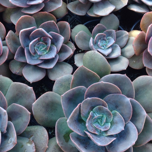Echeveria Blue Metal potplantheavenperth