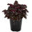 Thumbnail: Heuchera Black Taffeta