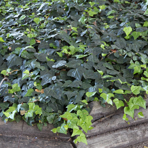 Canary Island Ivy