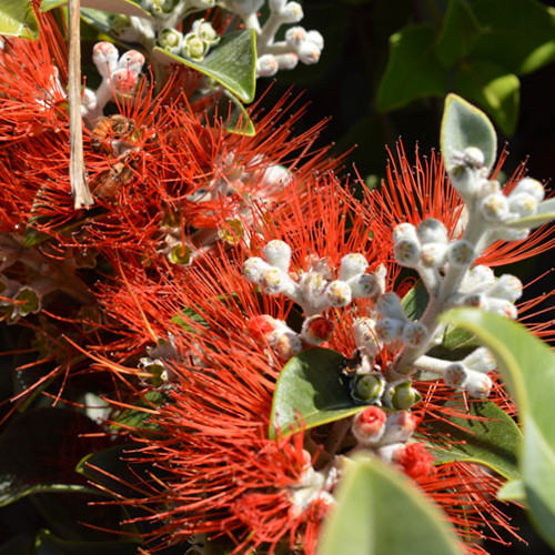 Metrosideros Spring Fire (NZ Christmas Bush) potplantheavenperth