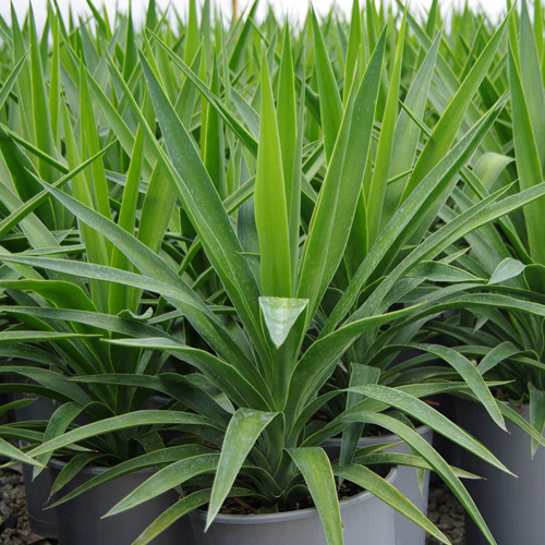 Yucca Elephantipes potplantheavenperth