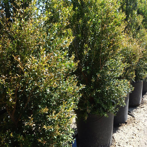 Thumbnail: Lilly Pilly Goodbye Neighbours