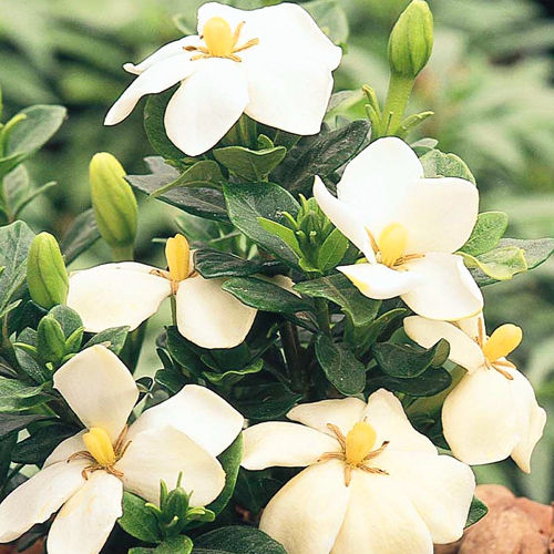 Thumbnail: Gardenia Joy