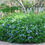 Thumbnail: Plumbago Royal Cape Blue