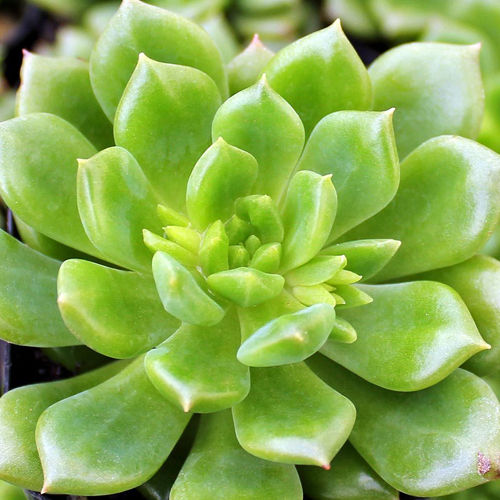 Echeveria Emerald Ripple