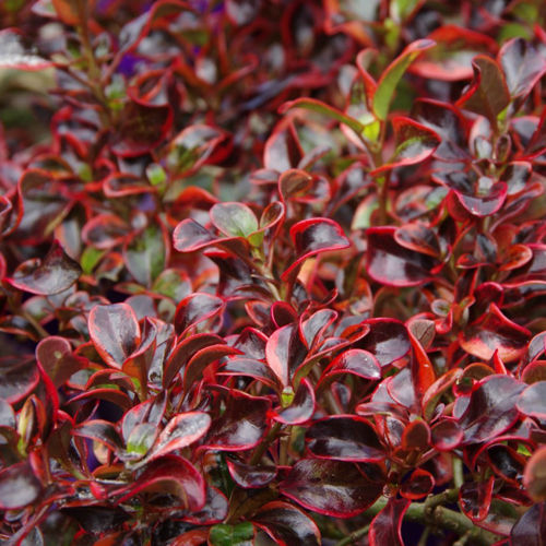 Coprosma Ignite