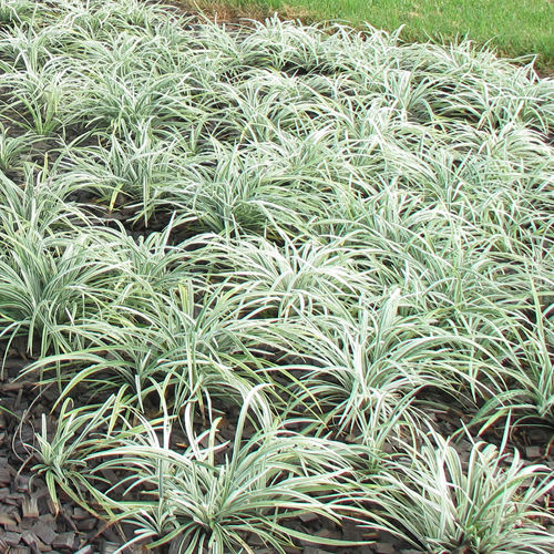 Thumbnail: Liriope Silver Lawn