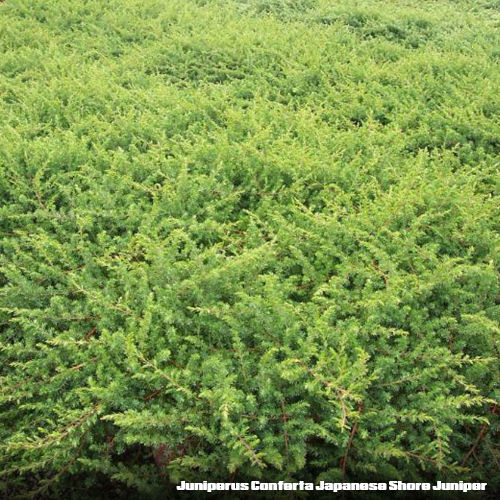 Thumbnail: Juniperus Conferta Japanese Shore Juniper