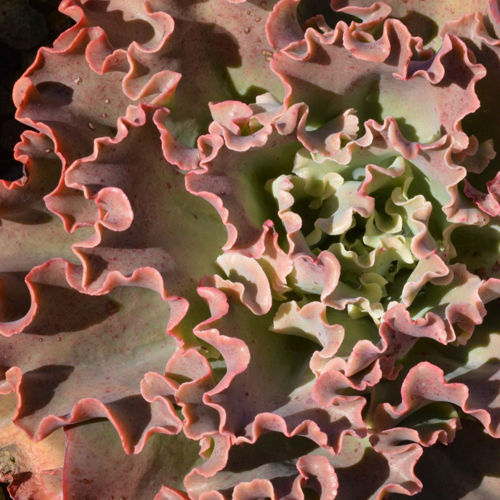 Thumbnail: Echeveria Giant Blue