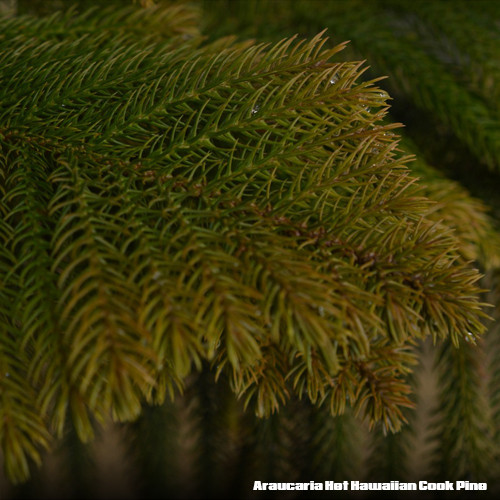 Araucaria Het Hawaiian Cook Pine potplantheavenperth